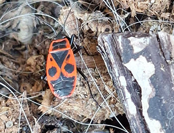 Kleiner roter Käfer