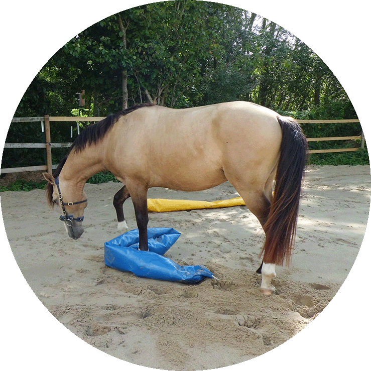 Pferd spielt auf Koppel