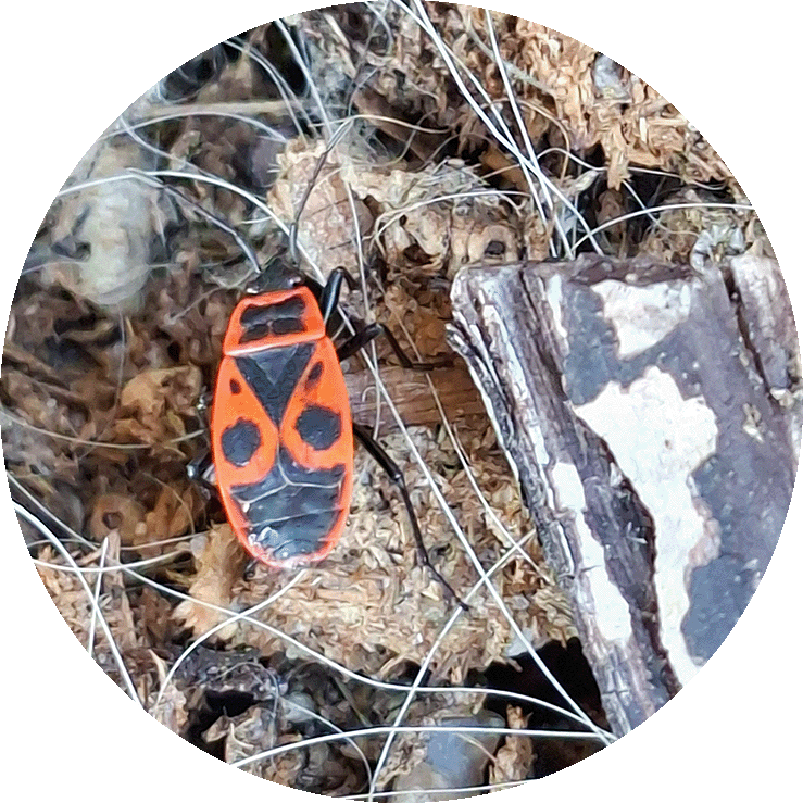 Kleiner roter Käfer